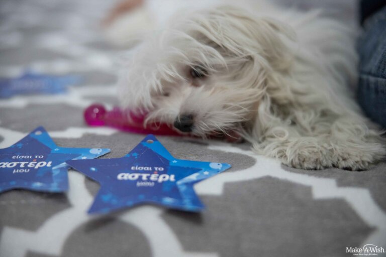 00259225_Make-A-Wish 3